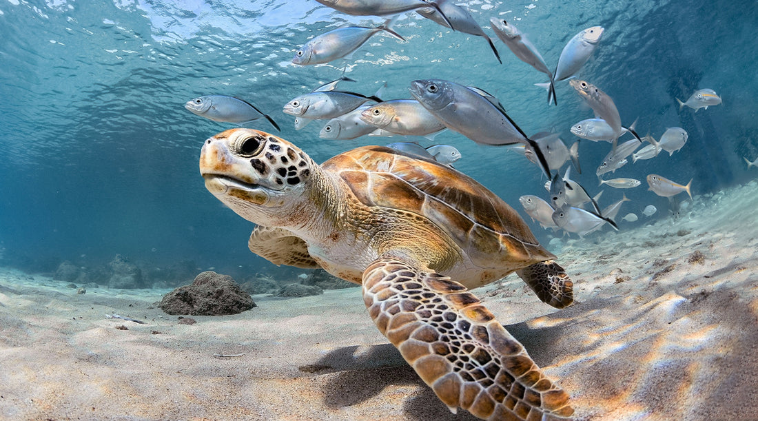 Hoe u de levens van bedreigde diersoorten kunt redden door uw plastic voetafdruk te verkleinen